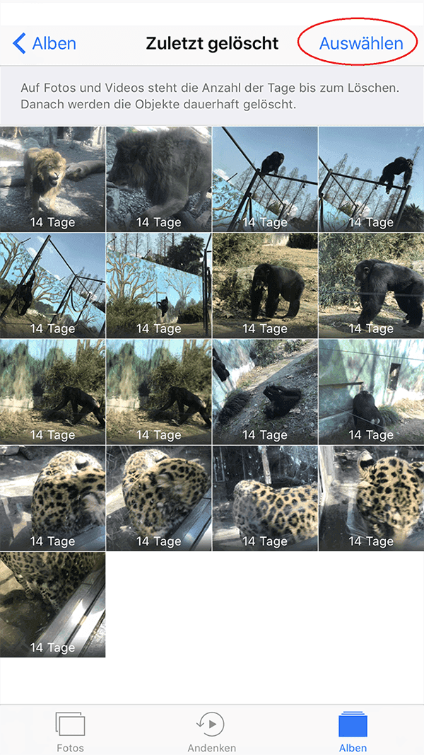 Fotos im Album sichern